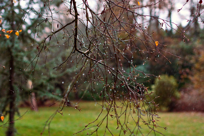Not great...! But nice, definitely. Focus is a little bit weird. Love the red and green drops of water.