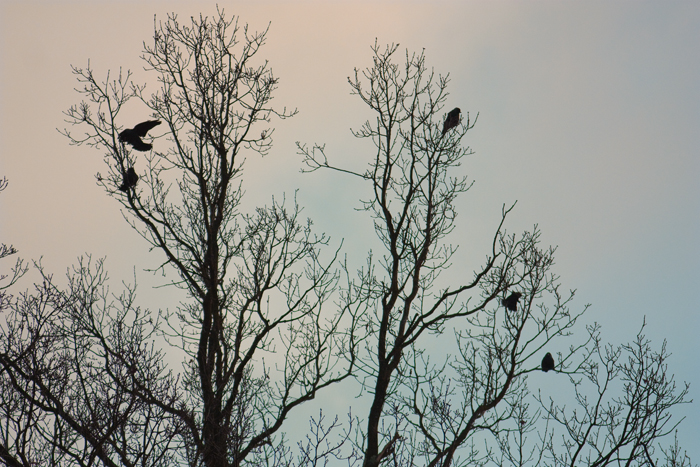Pretty blackbirds, taking a break from flying madly around our house, on a sunset background.