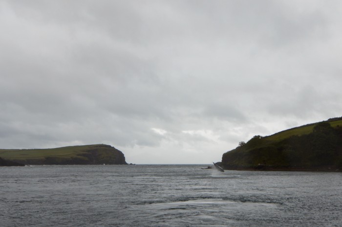 Fungie doing a flip, in Dingle Bay