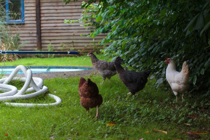 Seb's chickens, free ranging