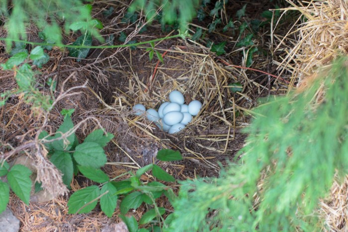 Poppy's haul of 13 eggs