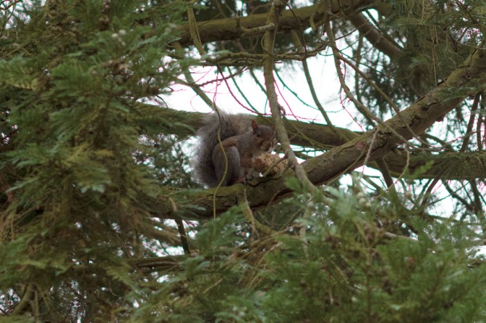 A squirrel, eating an ear of corn half way up a tree